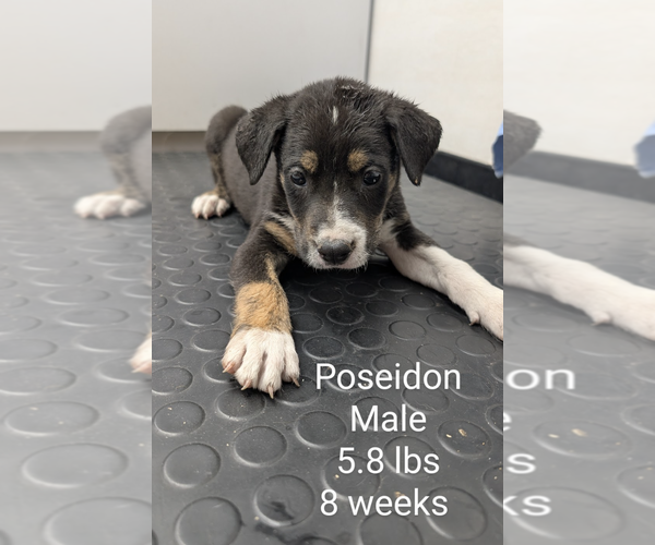 Medium Photo #2 Mutt Puppy For Sale in Rockville, MD, USA
