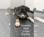 Small #1 Mutt