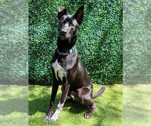 SONIC - Male Pointer-Unknown Mix Dog for Adoption - Photo #2