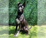 Small Photo #2 Pointer-Unknown Mix Puppy For Sale in Naples, FL, USA