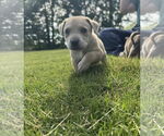 Small #8 Labrador Retriever Mix