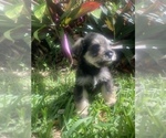Small Photo #17 Schnauzer (Miniature) Puppy For Sale in FORT PIERCE, FL, USA