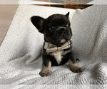 Puppy Puppy 9 French Bulldog