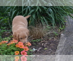 Puppy Rena Golden Retriever