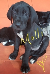 Great Dane Puppy for sale in BUFORD, GA, USA