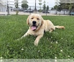 Small #5 Golden Retriever