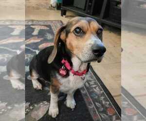 Lucy-loo - Female Beagle Dog for Adoption - Photo #13