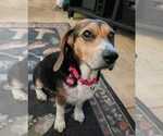 Small Photo #13 Beagle Puppy For Sale in Dunnellon, FL, USA