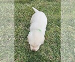Small #5 Labrador Retriever