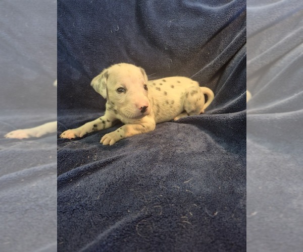 Medium Photo #1 Dalmatian Puppy For Sale in LEIPSIC, OH, USA