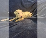 Puppy 3 Dalmatian