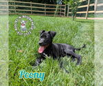 Small #3 Staffordshire Bull Terrier Mix