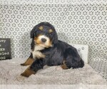 Small Photo #1 Bernedoodle Puppy For Sale in COLORADO SPRINGS, CO, USA