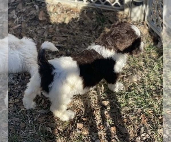 Medium Photo #6 Goldendoodle Puppy For Sale in ELLISGROVE, IL, USA