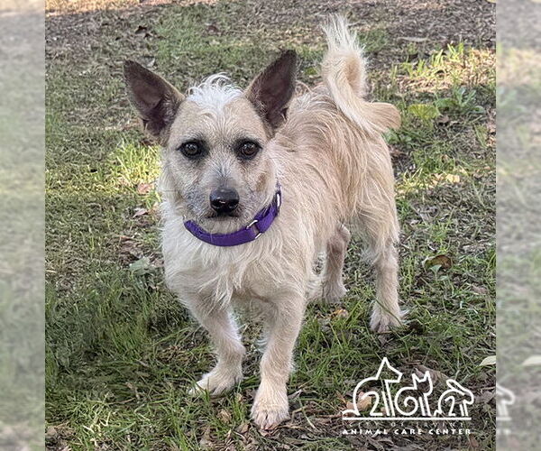 Medium Photo #1 Mutt Puppy For Sale in Irvine, CA, USA