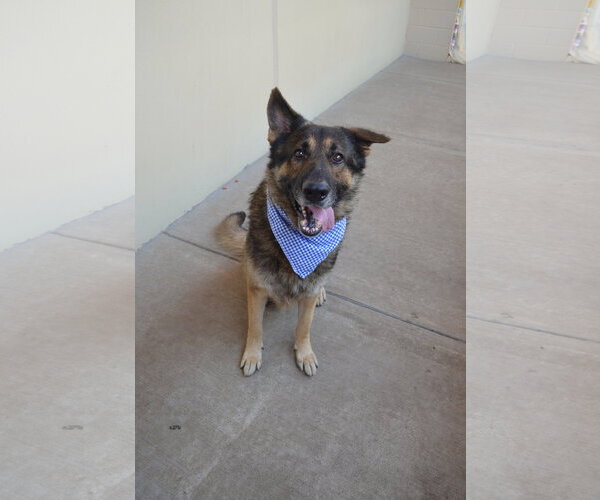 Medium Photo #2 German Shepherd Dog-Unknown Mix Puppy For Sale in McKinney, TX, USA