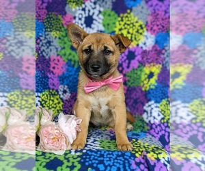 Jack Russell Terrier-Shiba Inu Mix Puppy for sale in ATGLEN, PA, USA