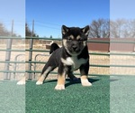 Small Photo #1 Shiba Inu Puppy For Sale in GARDEN GROVE, CA, USA
