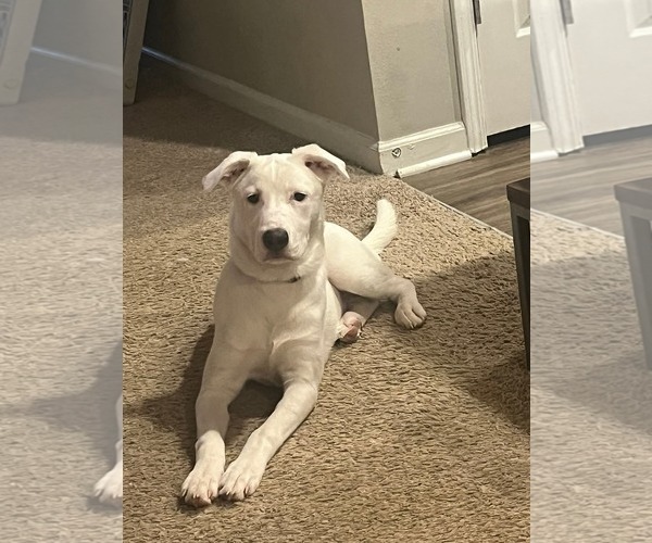 Medium Photo #9 Siberian Husky-Unknown Mix Puppy For Sale in Holly Springs, NC, USA