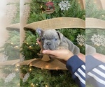 Puppy 2 French Bulldog