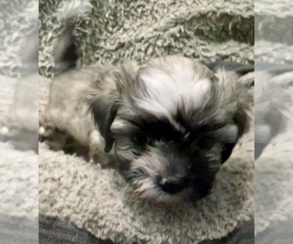 Medium Photo #57 Zuchon Puppy For Sale in RENO, NV, USA