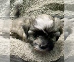 Small Photo #57 Zuchon Puppy For Sale in RENO, NV, USA