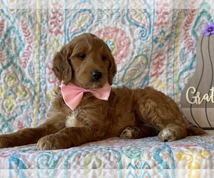 Goldendoodle Puppy for sale in LANCASTER, PA, USA