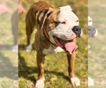 Small Photo #1 American Bulldog Puppy For Sale in MCDONOUGH, GA, USA