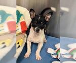 Small Chihuahua