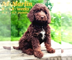 Labradoodle-Poodle (Standard) Mix Puppy for Sale in MILLVILLE, Minnesota USA