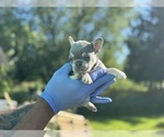 Small #27 French Bulldog