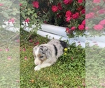 Small Photo #3 Australian Shepherd Puppy For Sale in CENTER, KY, USA