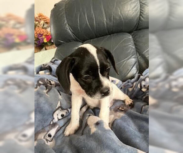 Medium Photo #2 Pug-Shih Tzu Mix Puppy For Sale in Lakewood, CO, USA