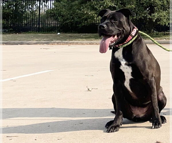Medium Photo #27 American Pit Bull Terrier-Labrador Retriever Mix Puppy For Sale in Houston, TX, USA