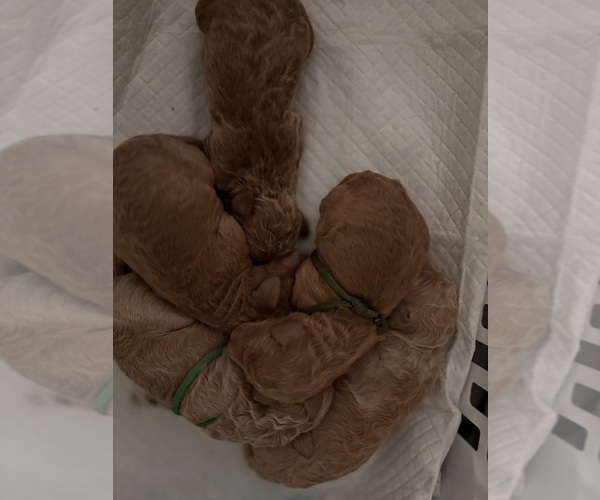 Medium Photo #1 Poodle (Standard) Puppy For Sale in REDLANDS, CA, USA