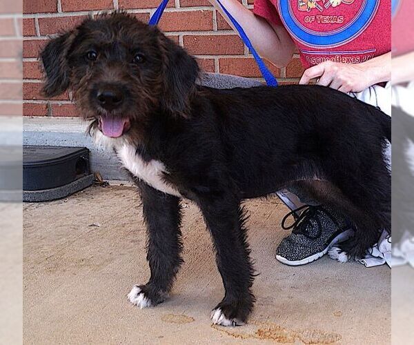 Medium Photo #3 Mutt Puppy For Sale in Carrollton, TX, USA
