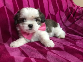 Shih Tzu Puppy for sale in EAST EARL, PA, USA