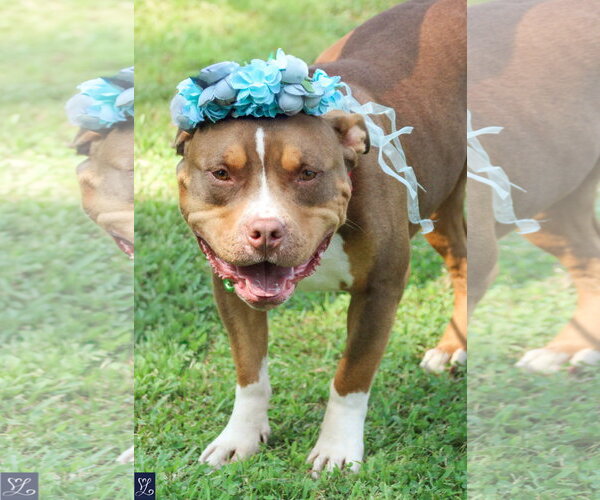 Medium Photo #3 American Pit Bull Terrier-American Staffordshire Terrier Mix Puppy For Sale in Lockport, NY, USA