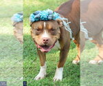 Small #2 American Pit Bull Terrier-American Staffordshire Terrier Mix