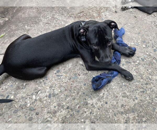 Medium Photo #2 American Pit Bull Terrier Puppy For Sale in Minneapolis, MN, USA