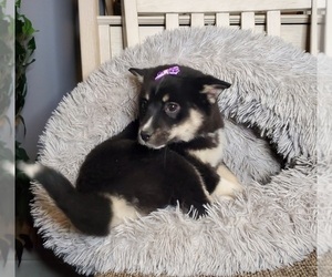 Pomsky Puppy for sale in GOSHEN, IN, USA