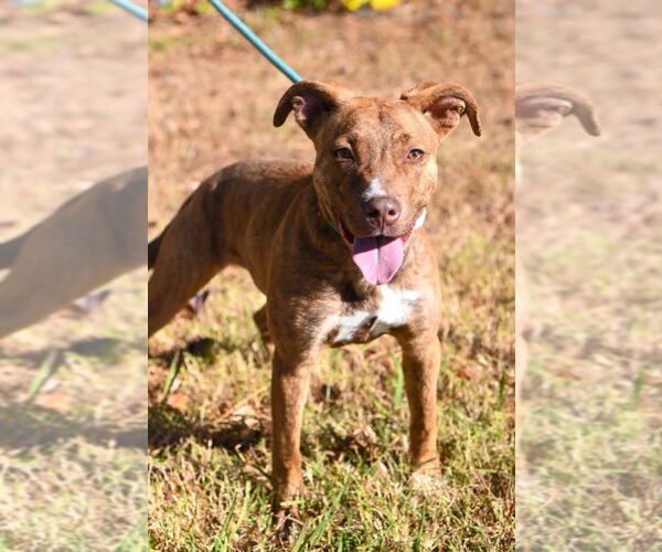 Medium Photo #2 Mutt Puppy For Sale in Glen Allen, VA, USA