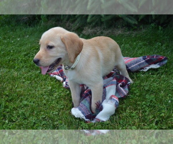 Medium Photo #2 Labrador Retriever Puppy For Sale in GREENWOOD, WI, USA