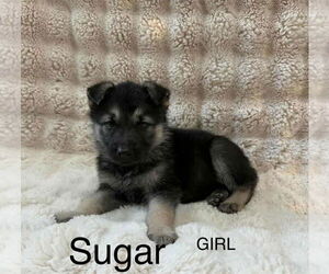 Labrador Retriever-Unknown Mix Dogs for adoption in Princeton, MN, USA