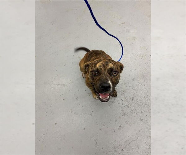 Medium Photo #1 Bullboxer Pit Puppy For Sale in Waco, TX, USA