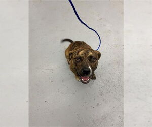 Bullboxer Pit Dogs for adoption in Waco, TX, USA