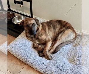 Savannah - Female Plott Hound-Unknown Mix Dog for Adoption - Photo #7