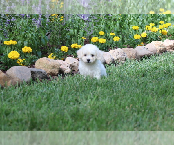 Medium Photo #9 Bichon Frise Puppy For Sale in HUMBOLDT, IL, USA