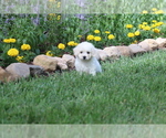 Small Photo #26 Bichon Frise Puppy For Sale in HUMBOLDT, IL, USA