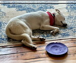 Small #4 Great Pyrenees Mix